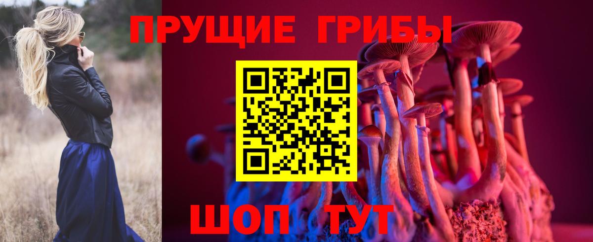 Менделеевск  Псилоцибиновые грибы Cubensis  Вход с VPN 